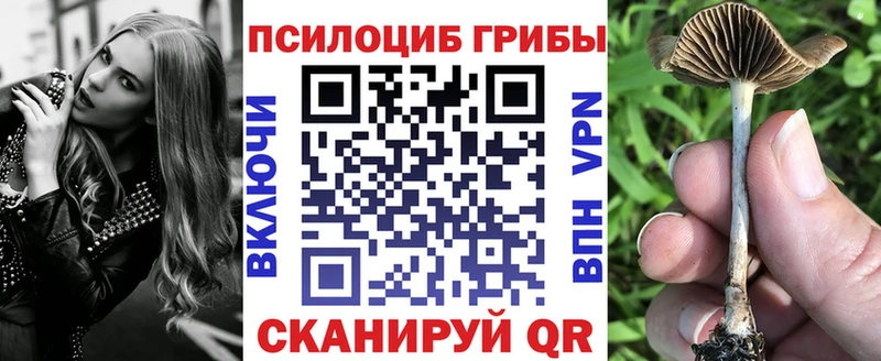 Псилоцибиновые грибы Psilocybe  купить наркоту  Ардатов 